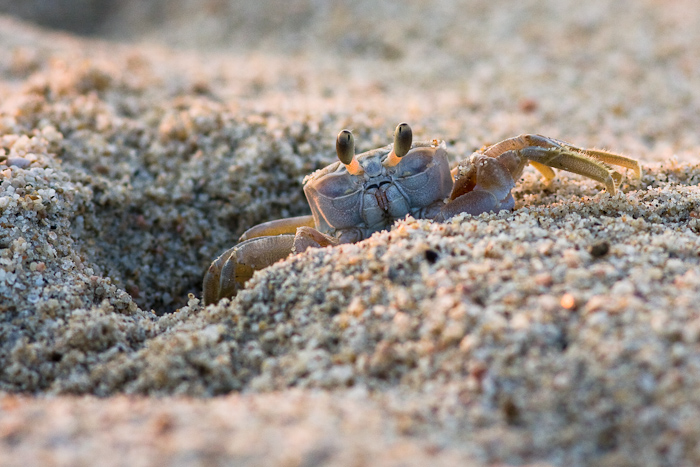 Sand crab