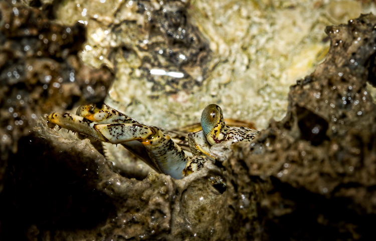 Crab Behind Rocks