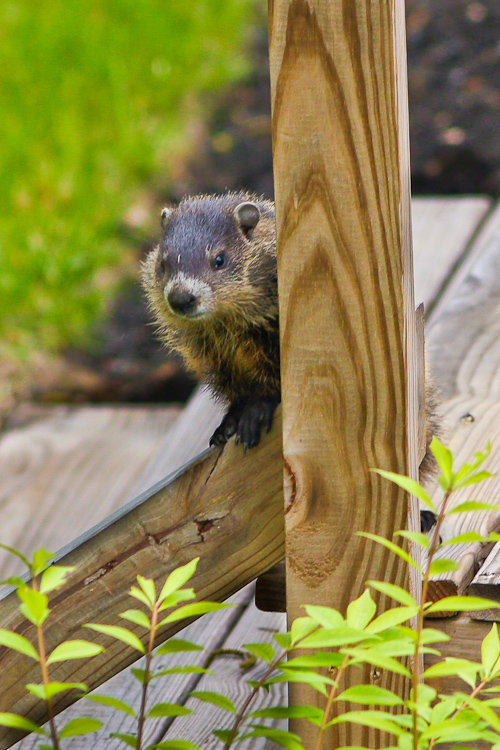 Groundhog Lookout