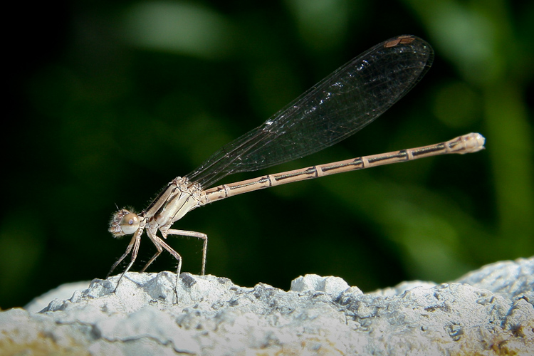 Dragonfly II