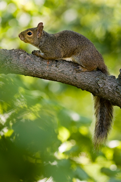 Praying Squirrel