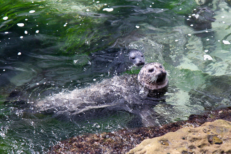 Mother Seal & Pup