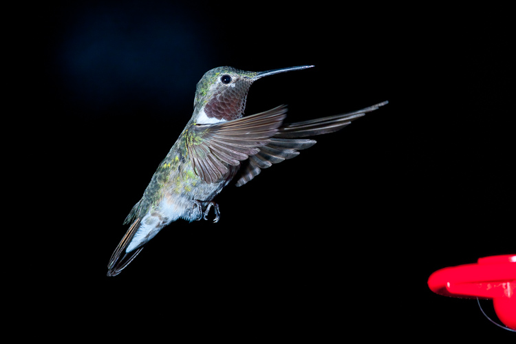 Hummingbird I