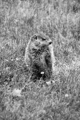 Groundhog B&W