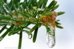 Pine Branch in Ice