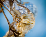 Iced Thistle